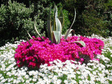 گل شبنم سرخ / گل یخ کوچک